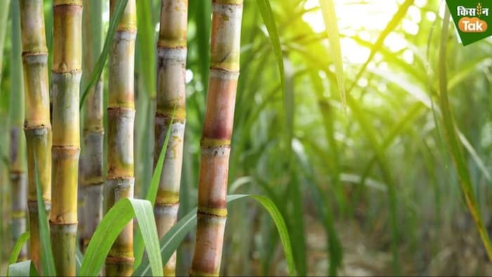 sugarcane FRP Increased