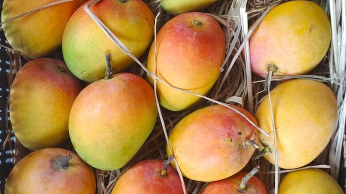 Mango Price Today