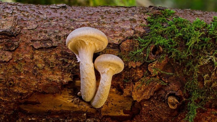 यह मशरूम खासतौर पर गोवा में उगाया जाता हैं