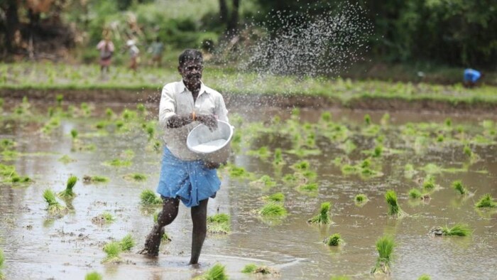 तेलंगाना में क्यों नाराज हैं धान के किसान (प्रतीकात्मक तस्वीर)