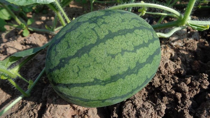 त्रिपुरा में किसान ने किया कमाल