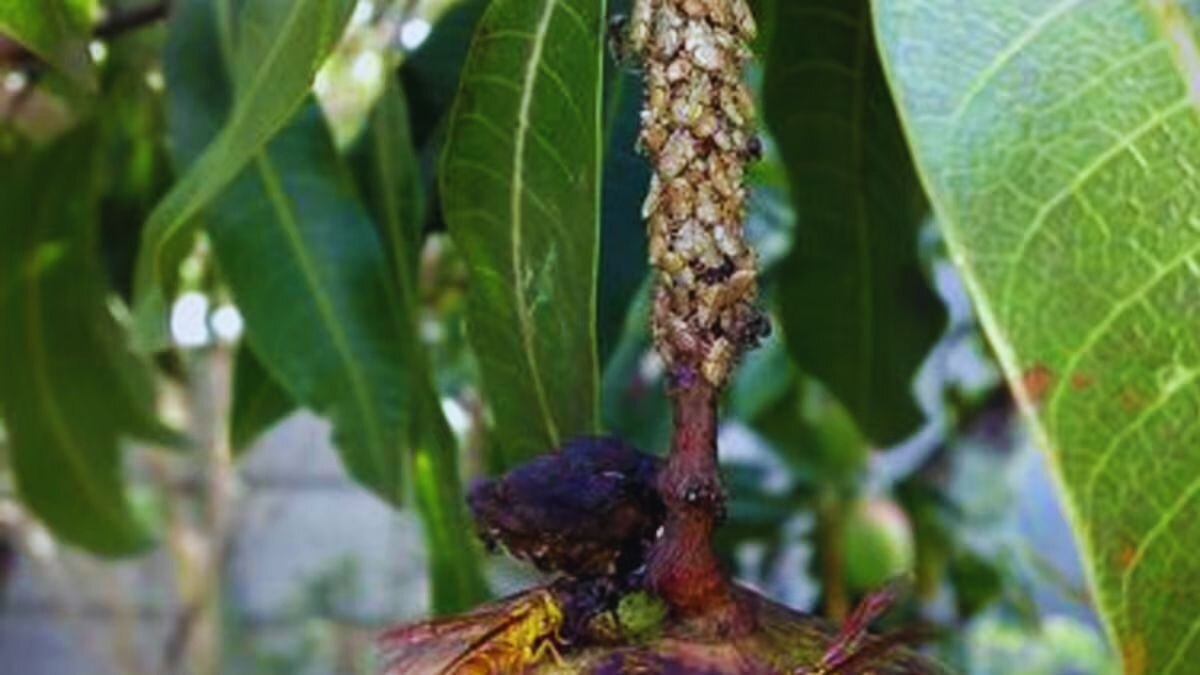 आम में कीट और रोग से बचाव