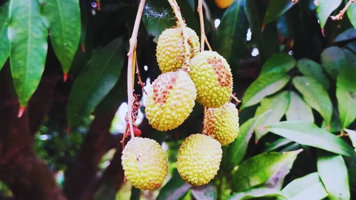 लीची के लिए खतरनाक है ये तीन कीट