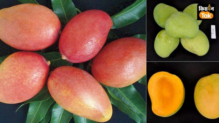 aam ki mandi top mango markets in india