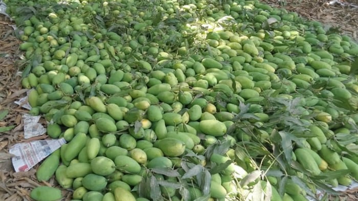 दशहरी आम को विदेशों में भी भेजा जा रहा है.