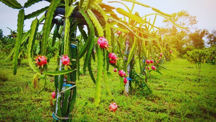 dragon fruit Farming