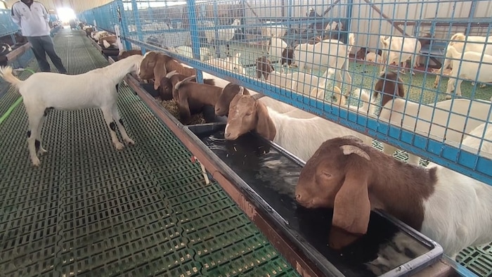 Goat farm opened in Agra