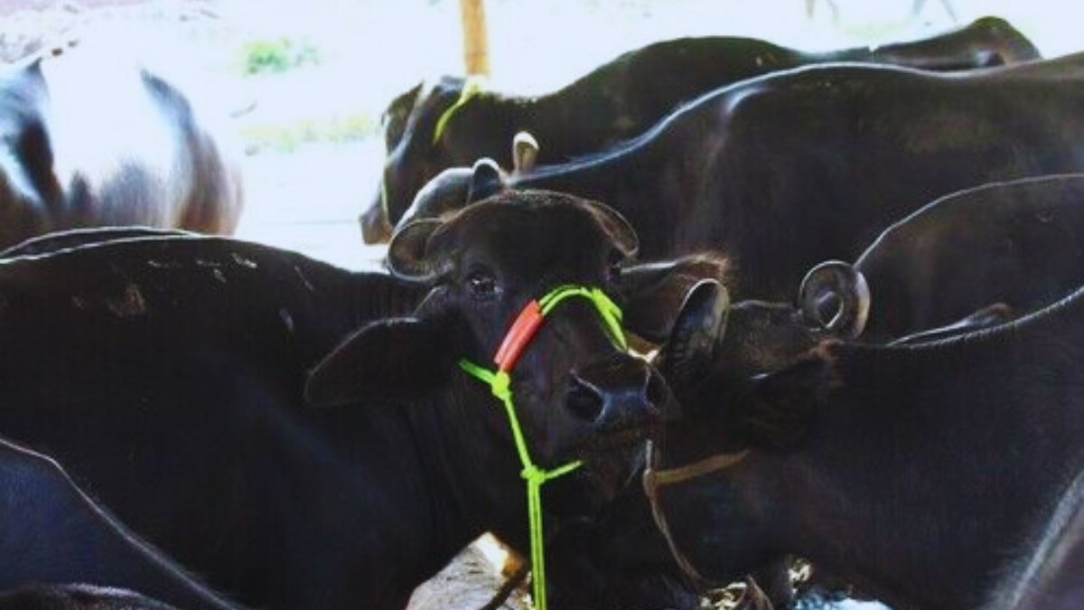 भैंस खरीदते समय इन बातों का रखें ध्यान