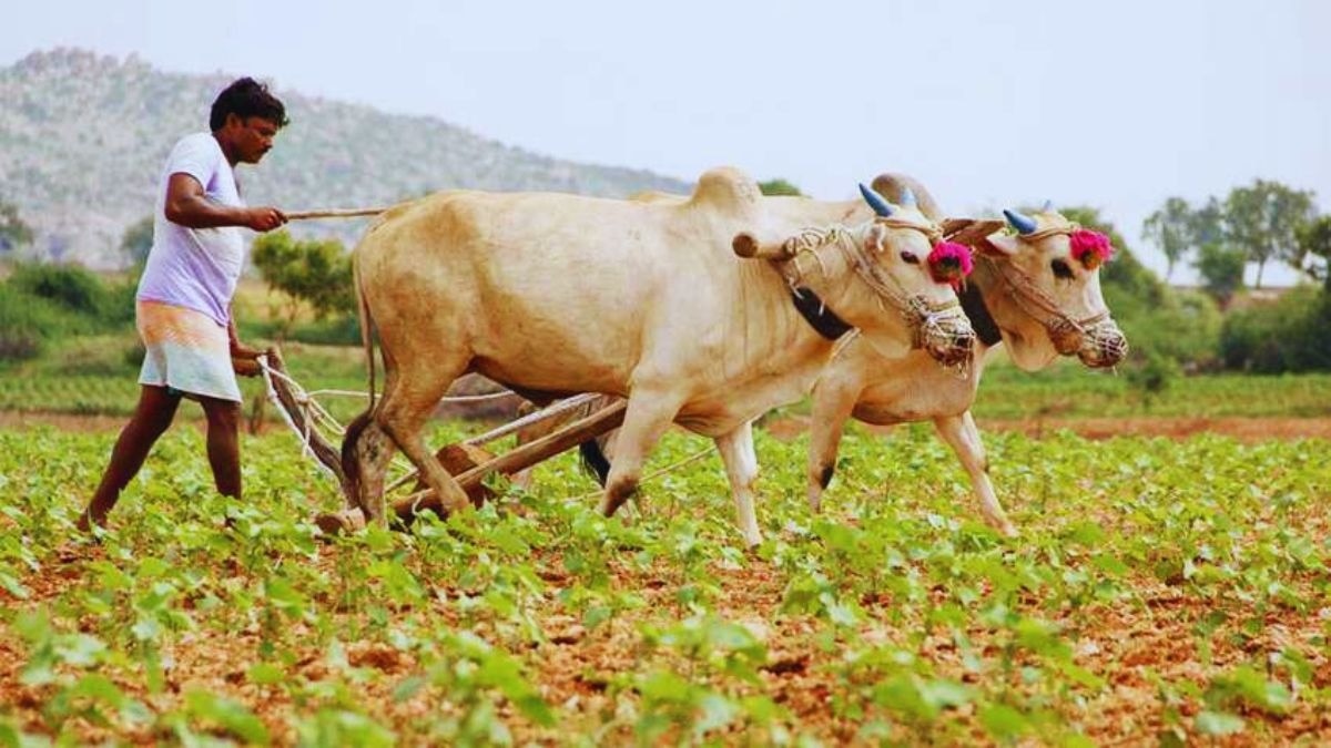 भविष्यवाणी पर फसल उगाते हैं किसान