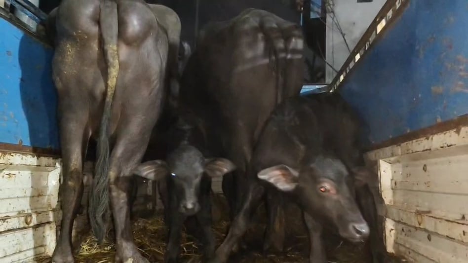 Buffalo Care: बच्चा होने से दो महीने पहले सुखा दें भैंस का दूध, जानें ऐसा क्यों कहते हैं एक्सपर्ट Buffalo Care: बच्चा होने से दो महीने पहले सुखा दें भैंस का दूध, जानें ऐसा क्यों कहते हैं एक्सपर्ट