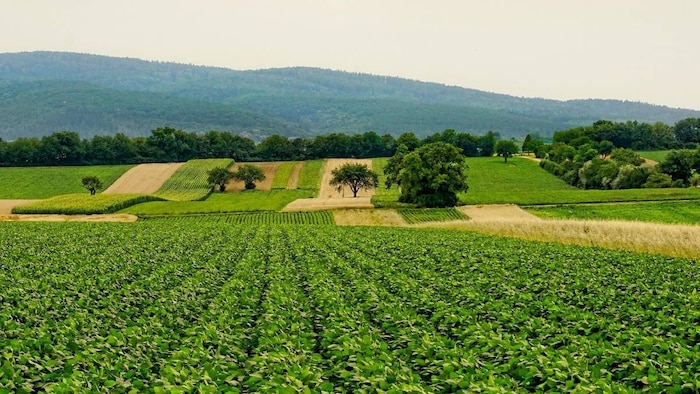 मौसम ने बदल दिया उत्तराखंड में खेती का नजारा