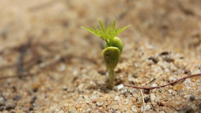 अमेरिका अभी उर्वरक आयात वाले टॉप 5 देशों में शामिल है (प्रतीकात्मक तस्वीर)