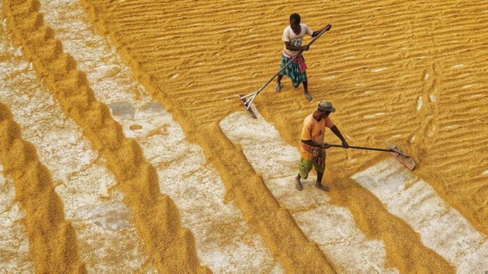 राजस्थान में फसल पूरी तरह से कट गई है