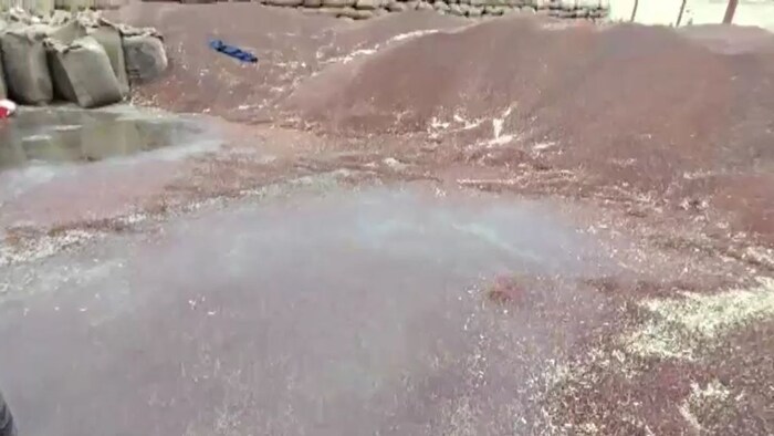 Mahendragarh mustard crop in water