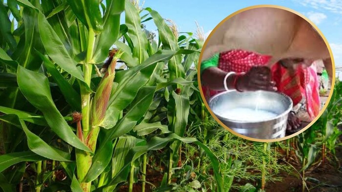 चारे वाले मक्के की खेती