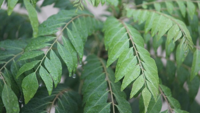 करी पत्ते की देखभाल में मददगार है छाछ