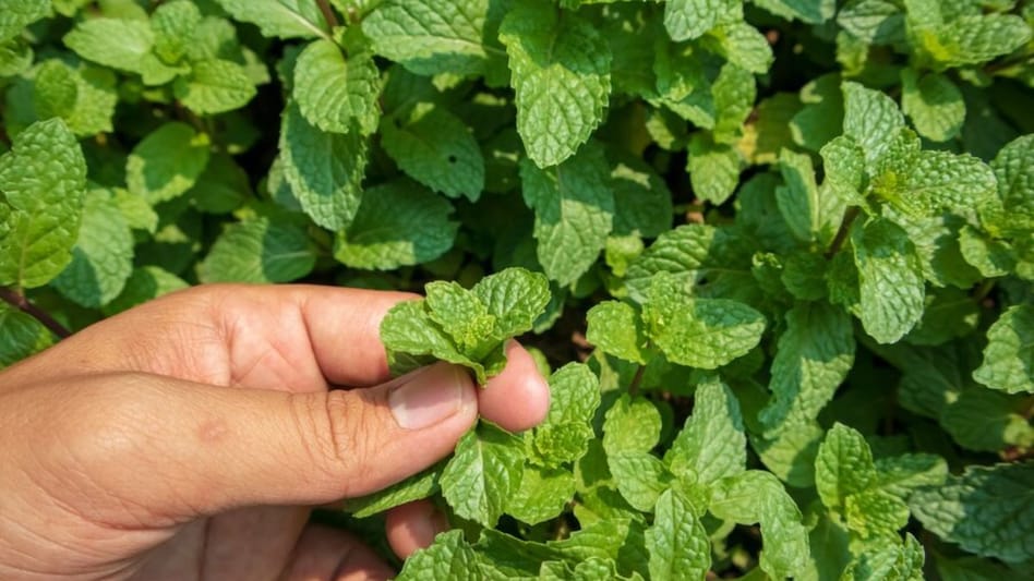 इन दो आसान तरीकों से घर पर ही उगा सकते हैं पुदीना  इन दो आसान तरीकों से घर पर ही उगा सकते हैं पुदीना