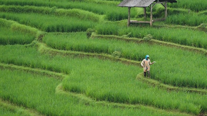 यह दोनों ही किस्में किसानों को ज्यादा उपज देंगी (प्रतीकात्मक तस्वीर)
