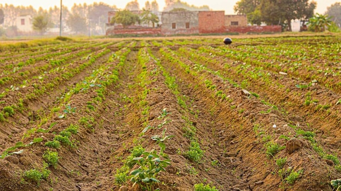 यूपी के इस गांव के सिर सजा ताज (प्रतीकात्मक तस्वीर)