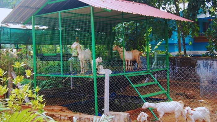 बकरी पालन