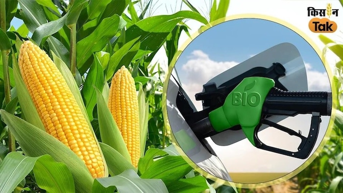 बचे हुए अनाजों से बढ़ सकती है किसानों की इन्कम