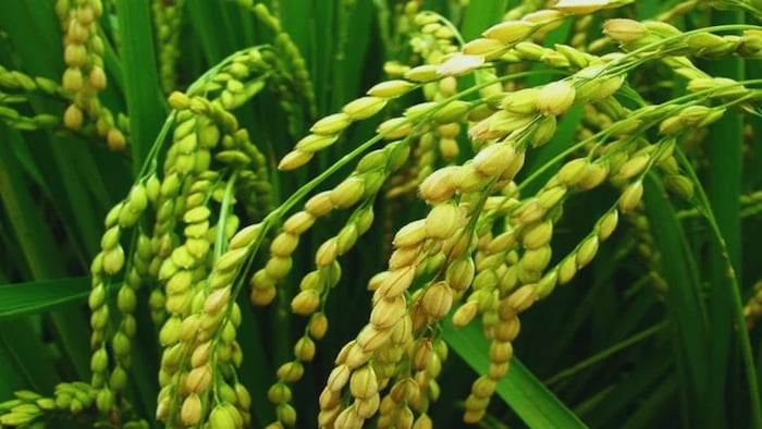 बासमती की खेती