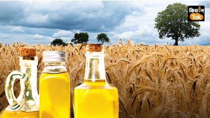 गेहूं का तेल