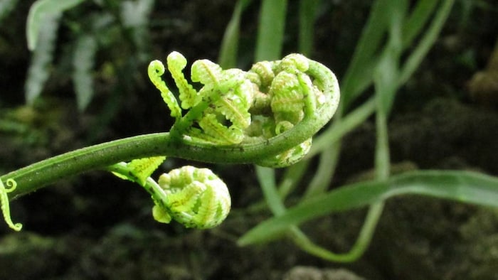 कैल्शियम है पौधों के लिए जरूरी