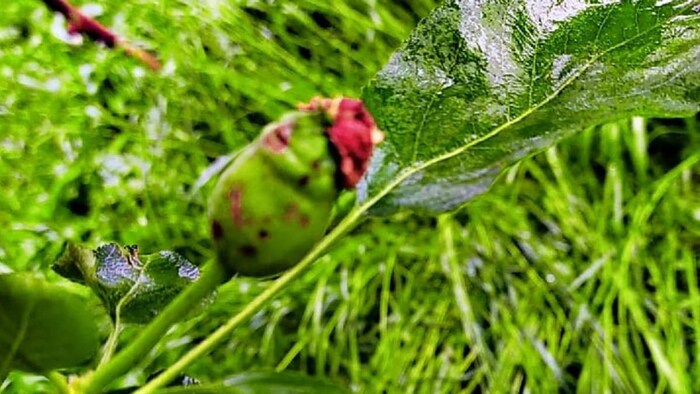 कश्मीर में फिर से बदला मौसम, फसलें चौपट (प्रतीकात्मक फोटो)