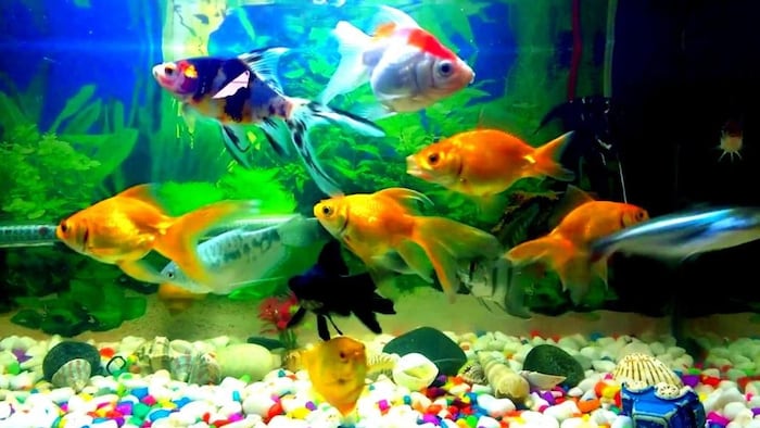 रंग-बिरंगी मछलियों का बढ़ रहा रोजगार