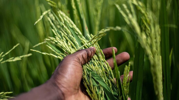 छत्तीसगढ़ में बचा हुआ धान बना चुनौती
