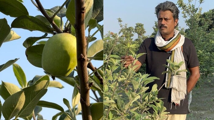 apple farming bihar