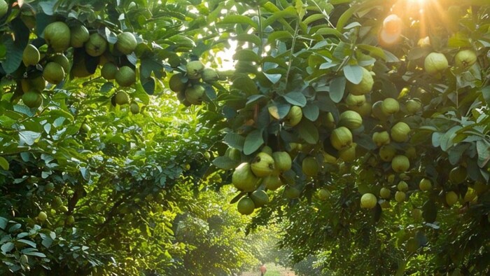 Cultivation of Guava