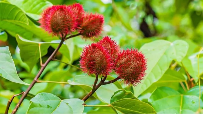 सिंदूर के पौधे पर शोध करने से प्राकृतिक रंगों को मिलेगा बढ़ावा