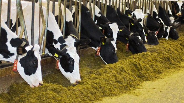 पशुओं के चारे की होगी सही व्यवस्था