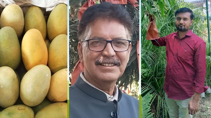 आम का यह उत्पादन क्षेत्र लखनऊ, उन्नाव और सीतापुर तक फैला है (Photo-Kisan Tak)