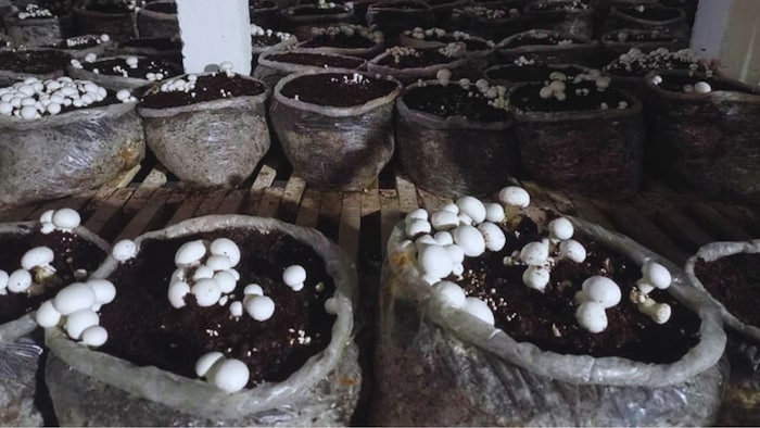 मशरूम की खेती