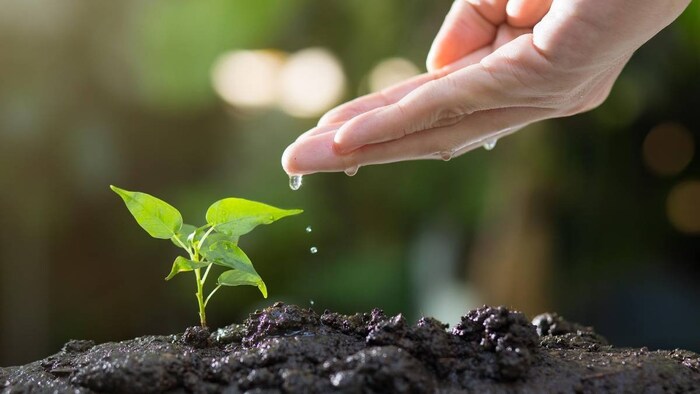 प्रोफेसर ने बनाई खास खाद (प्रतीकात्मक तस्वीर)