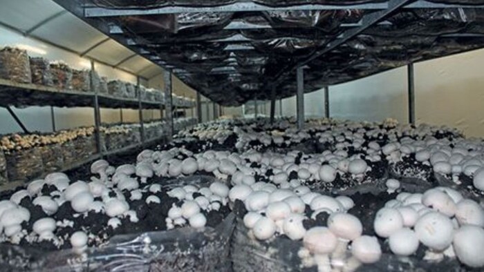 Mushroom Farming