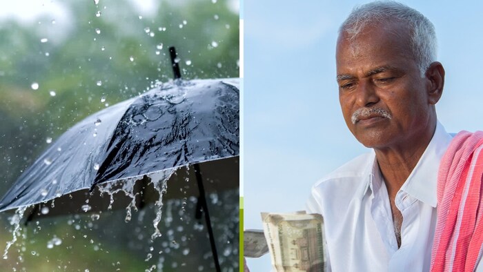 नमी का लाभ लेते हुए करें ढैंचा की फसल की बोआई