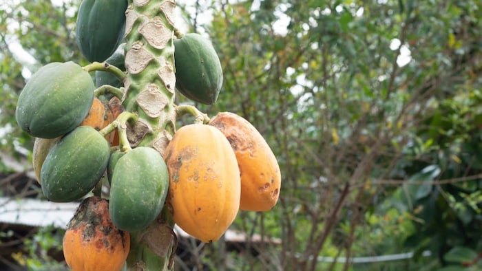 पपीते में लगने वाले कीट और रोग