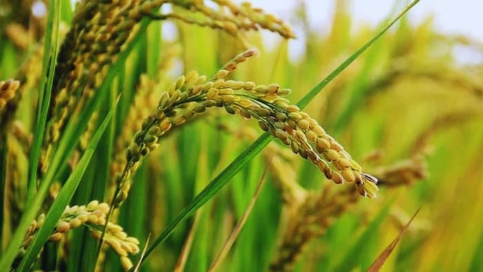 बासमती की खेती