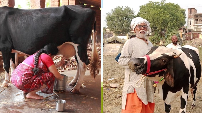 उत्तर प्रदेश में लगातार बढ़ रहा दूध का उत्पादन (फोटो- सोशल मीडिया)