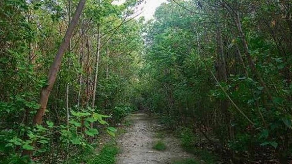 इस तकनीक से रोपें सागौन तो लाखों में होगी कमाई, नर्सरी बेचकर भी बढ़ा सकते हैं आमदनी इस तकनीक से रोपें सागौन तो लाखों में होगी कमाई, नर्सरी बेचकर भी बढ़ा सकते हैं आमदनी