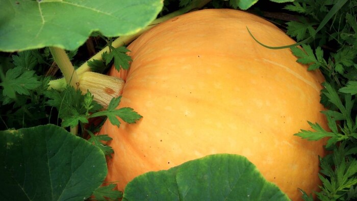 बिहार में किसानों को मिलती है सब्सिडी