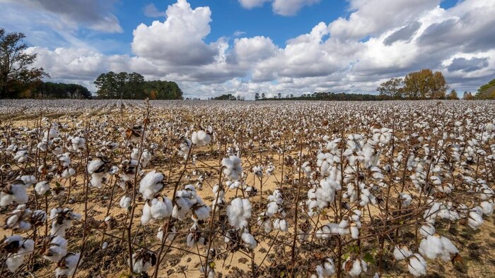 कृषि विशेषज्ञ 'व्हाइट गोल्ड' कहते हैं