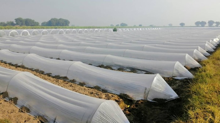 माल्चिंग शीट के प्रयोग से कई तरह के फायदे देखे गए हैं