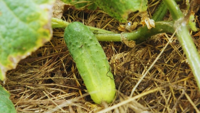 चिपचिपा झुलसा रोग