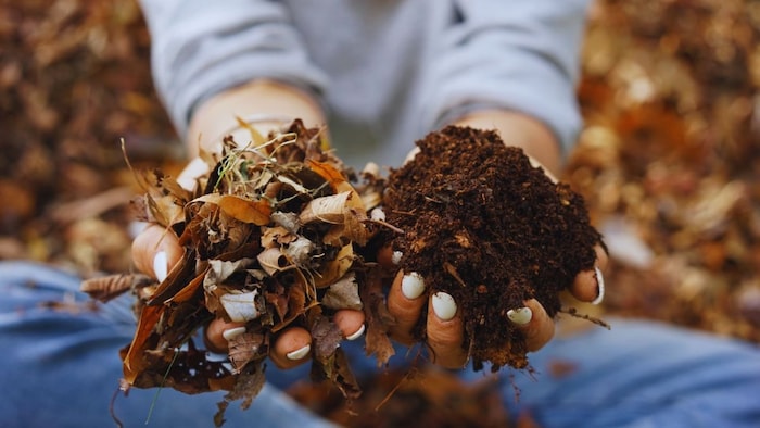 पत्तों से बनी खाद