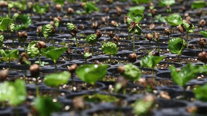 अब हर फसल के बीज के पैकेट पर होगी जानकारियां (प्रतीकात्मक तस्वीर)